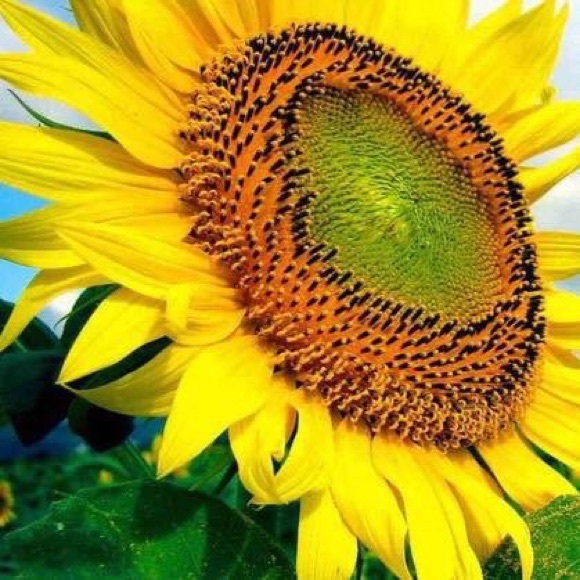 Meet your Posher, Angie - Picture 1 of 1